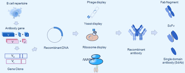 Definition and Production of Recombinant Antibody – Creative Biolabs Blog